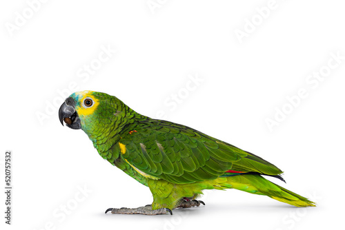 Blue or turquoise fronted Amazone parrot aka Amazona aestiva, sitting side ways. Looking to the side showing profile. Isolated on a white background.