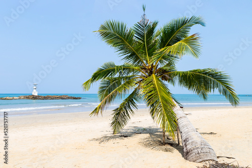 Coconut tree on clean sandy beach in south of Thailand  holiday destination to Asia  nature and environment concept background  tropical island