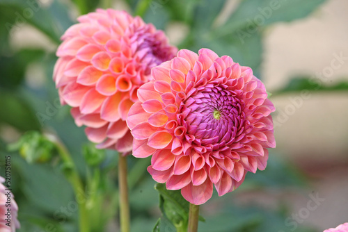 Dahlia 'Jowey Winnie' in flower.