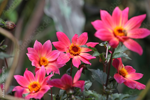 Pink Dahlia  Twyning s Revel  in flower.