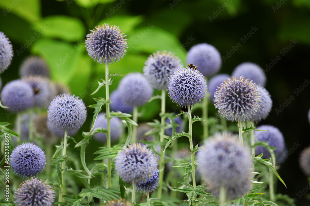 Echinops 'Taplow Blue' in flower. Echinops 'Taplow Blue' in flower.