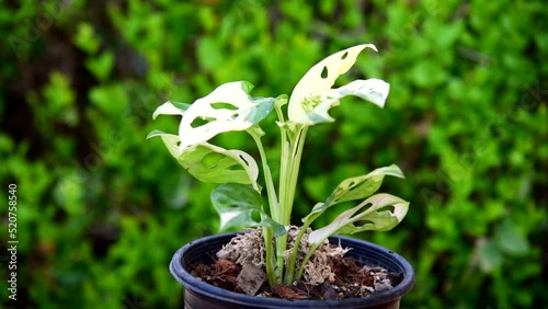 Closeup to Monstera adansonii albo  variegated giant 