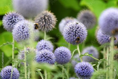 Echinops 'Taplow Blue' in flower.