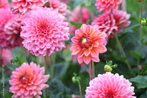 Dahlia  Salmon Runner  in flower