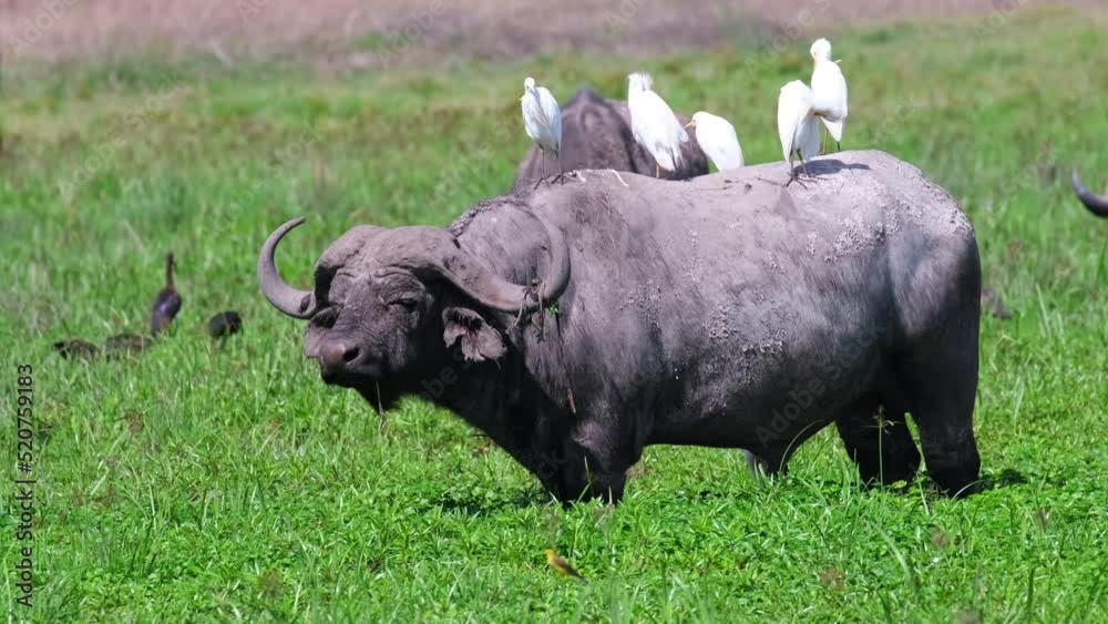 A huge African Buffalo stands in a meadow with several Cattle Egrets on its back in the wild of the African savannah in the Ngorongoro National Reserve, Tanzania. Side view A huge African Buffalo stands in a meadow with several Cattle Egrets on its back in the wild of the African savannah in the Ngorongoro National Reserve, Tanzania. Side view