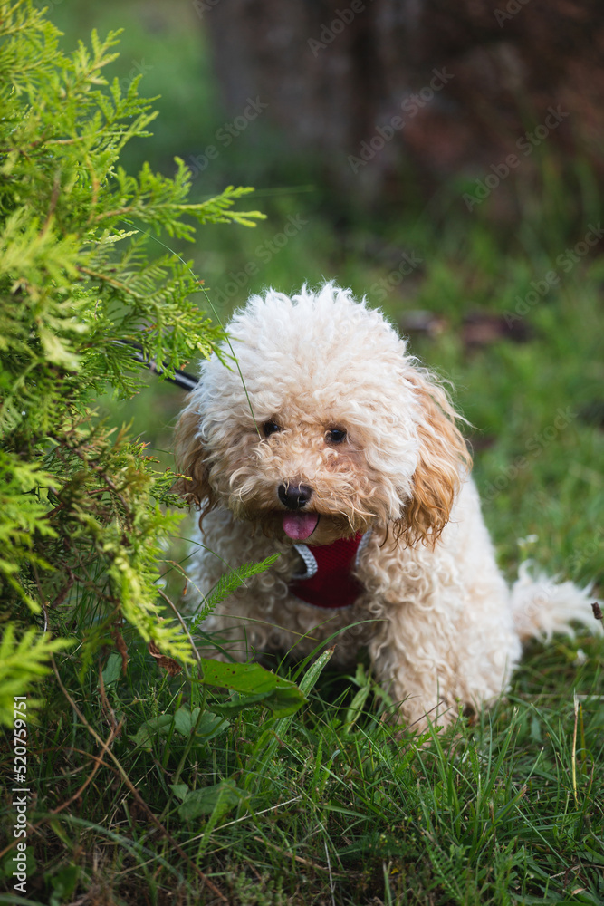 Cute fluffy toy poodle puppy pooping on the grass under a bush - dog stool