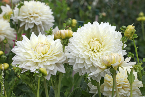 White Dahlia 'Milly' in flower