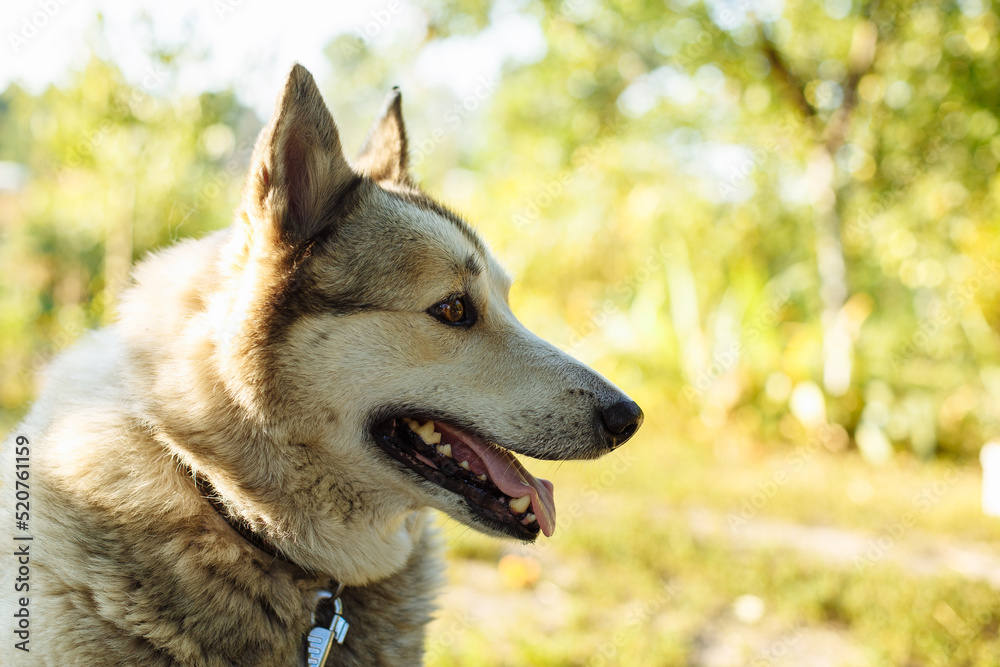 Obraz premium portrait of a big dog on a background of grass and trees