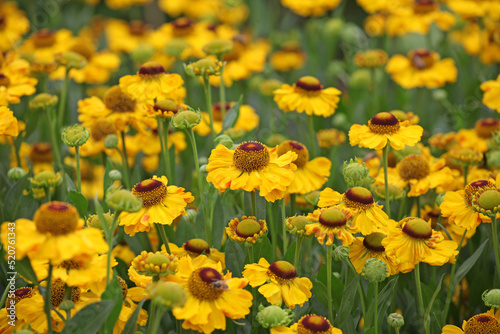 Yellow Helenium  El Dorado   in flower.