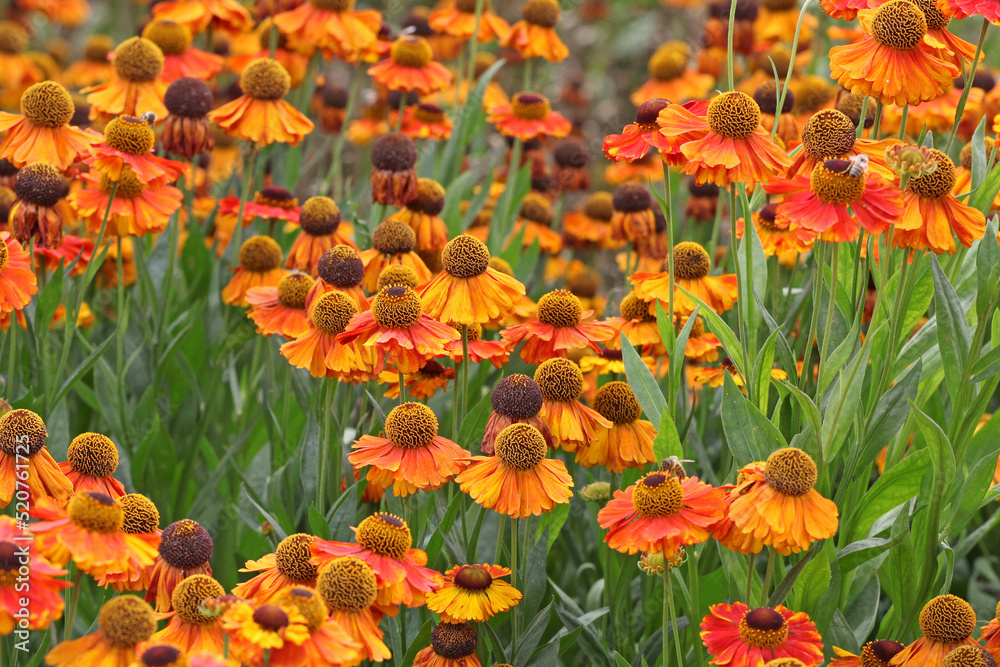 Obraz premium Helenium 'Sahin's Early Flowerer' in flower.