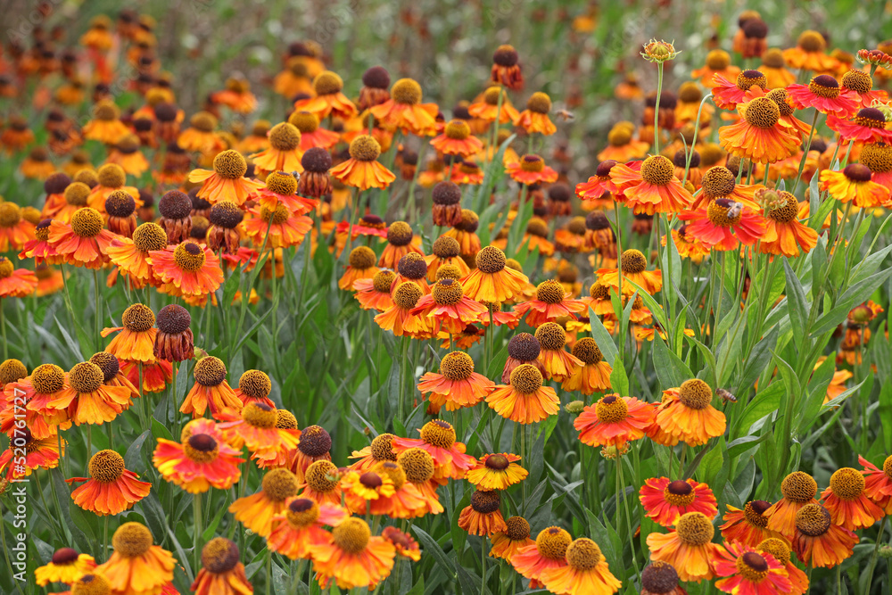 Helenium 'Sahin's Early Flowerer'  in flower.