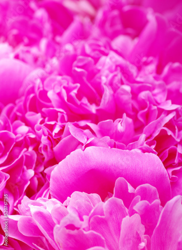 beautiful pink peony flower