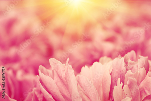 Pink peony flower petal background