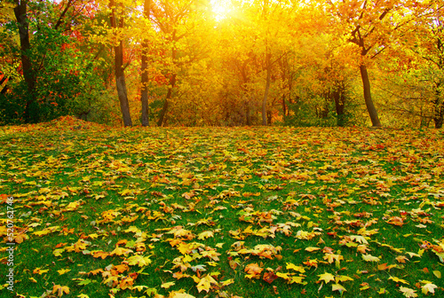 Autumn leaves on green grass