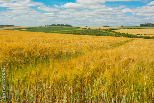 Barley and wheat crops in the Yorkshire Wolds  UK at harvest time with fields of golden  ripe crops in summer. Some fields already harvested and baled. Horizontal.  Copy space.