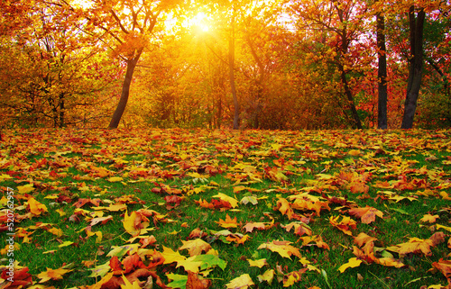 Autumn leaves on green grass