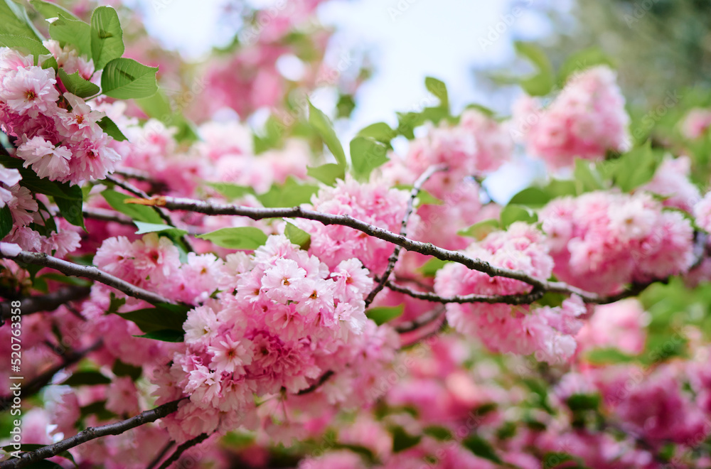 Spring blooming and blossoming flower branch. Spring blooming and blossoming flower branch.