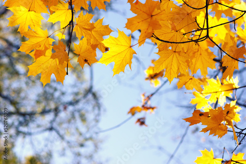 Autumn leaves on the sky