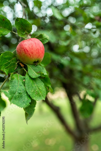 Red apple fruit on tree in orchard, organic produce