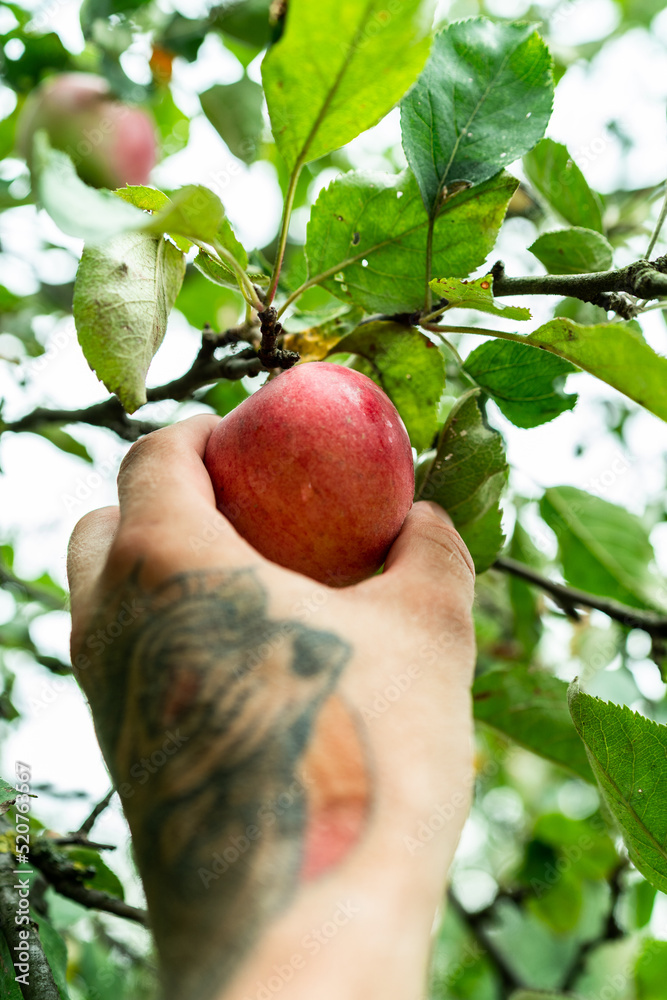 Hand picking apple fruits from tree in orchard Hand picking apple fruits from tree in orchard