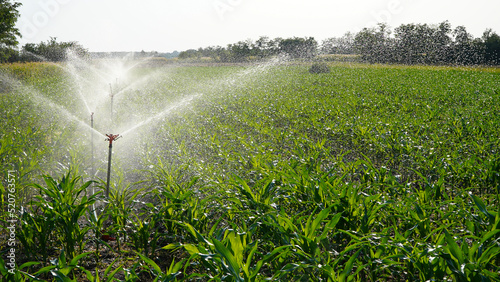 sprinkler irrigation in 2022 in the Corabia area, Romania. photo