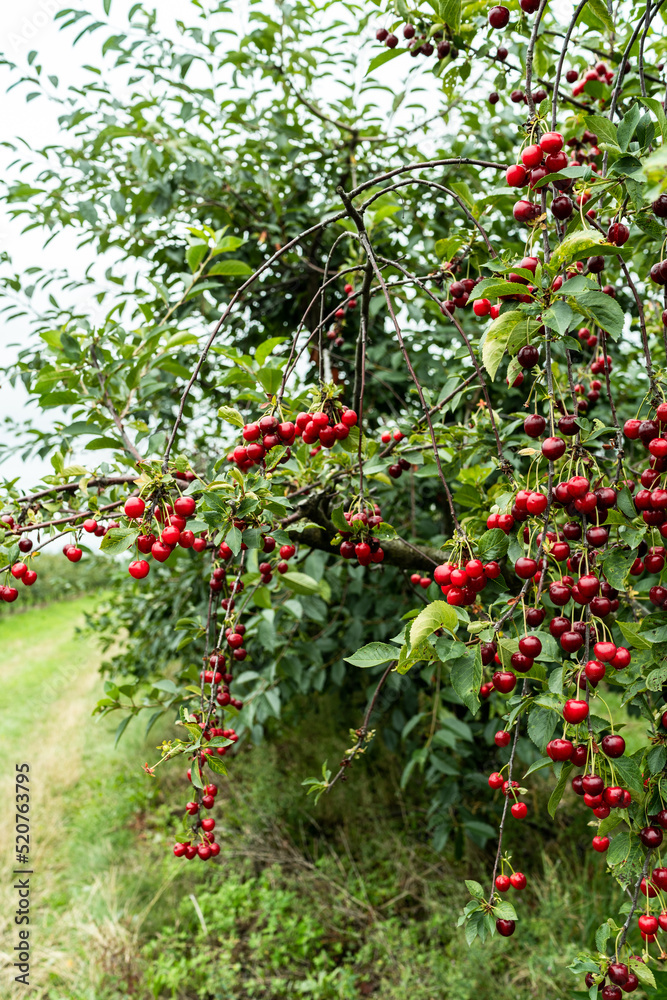 Cherry juicy fruits on tree in orchard