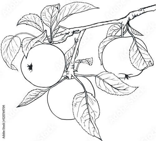 Apples drawing in hand drawn style. Hand drawn illustration. Vegetarian food. Green leaves. Coloring book. Healthy eating.