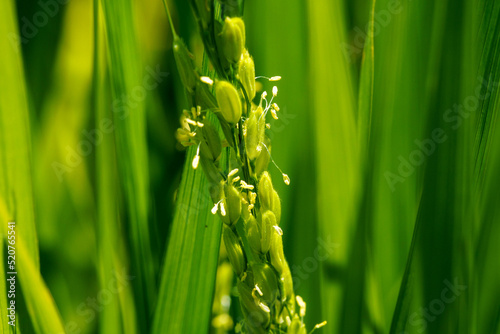 稲の花