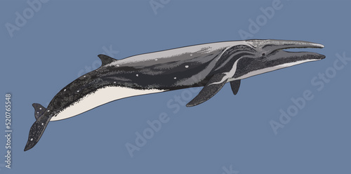Drawing sei whale, cetacean, art.illustration, vector photo
