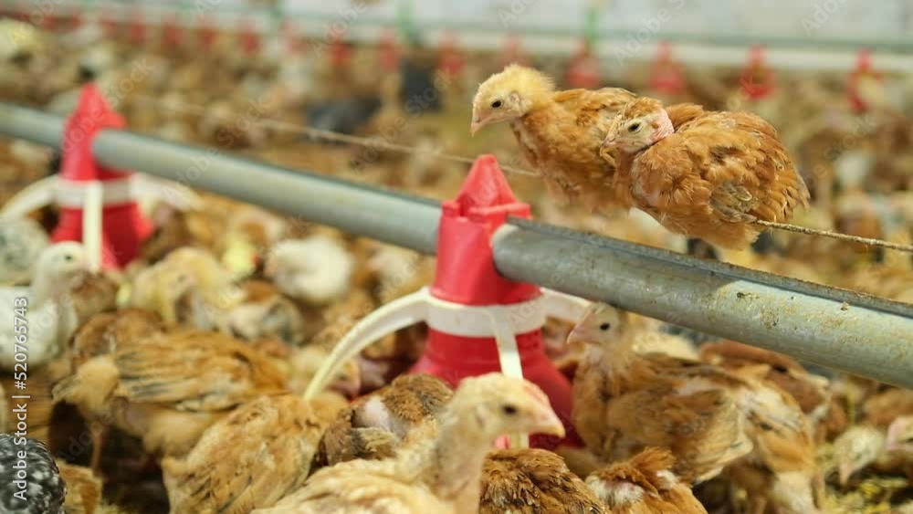 two poultry chickens swing on feed line in big poultry farm eating grain feeder