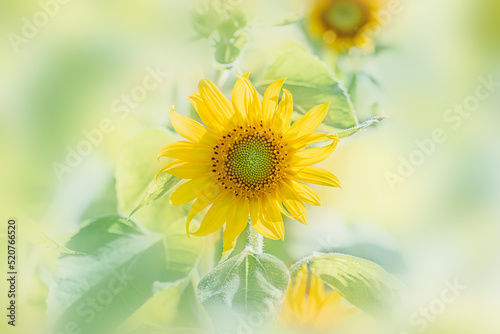 ヒマワリの花　夏イメージ