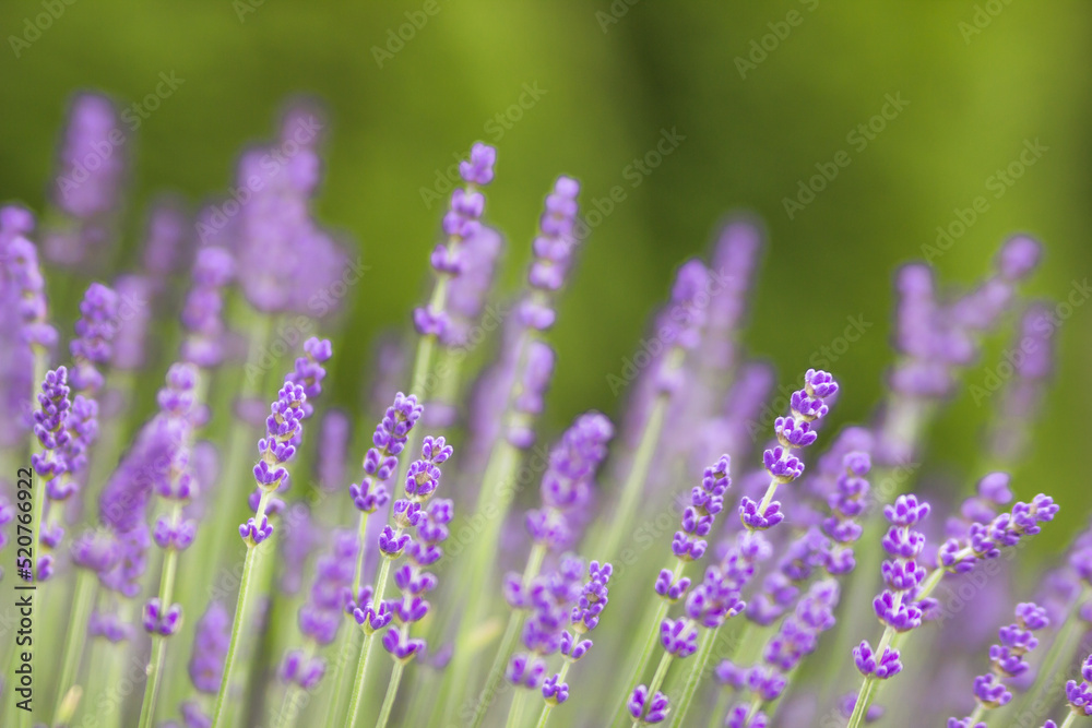 Close-up of blooming Provence field of violet fragrant lavender flowers in summer. Close-up of blooming Provence field of violet fragrant lavender flowers in summer.