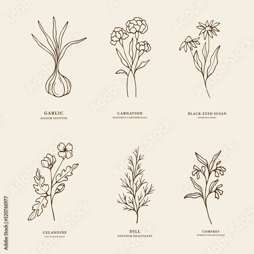 Hand drawn essential oil plants. Sketch garlic, carnation, black-eyed susan, celandine, dill, comfrey