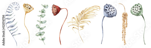 watercolor lotus seed heads and leaves hand drawn collection Floral illustration