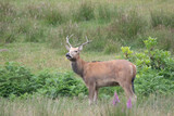 Stag deer in the wild in wales