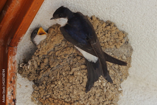 The common house martin (Delichon urbicum), northern house martin, and house martin feeding young chick in the nest photo