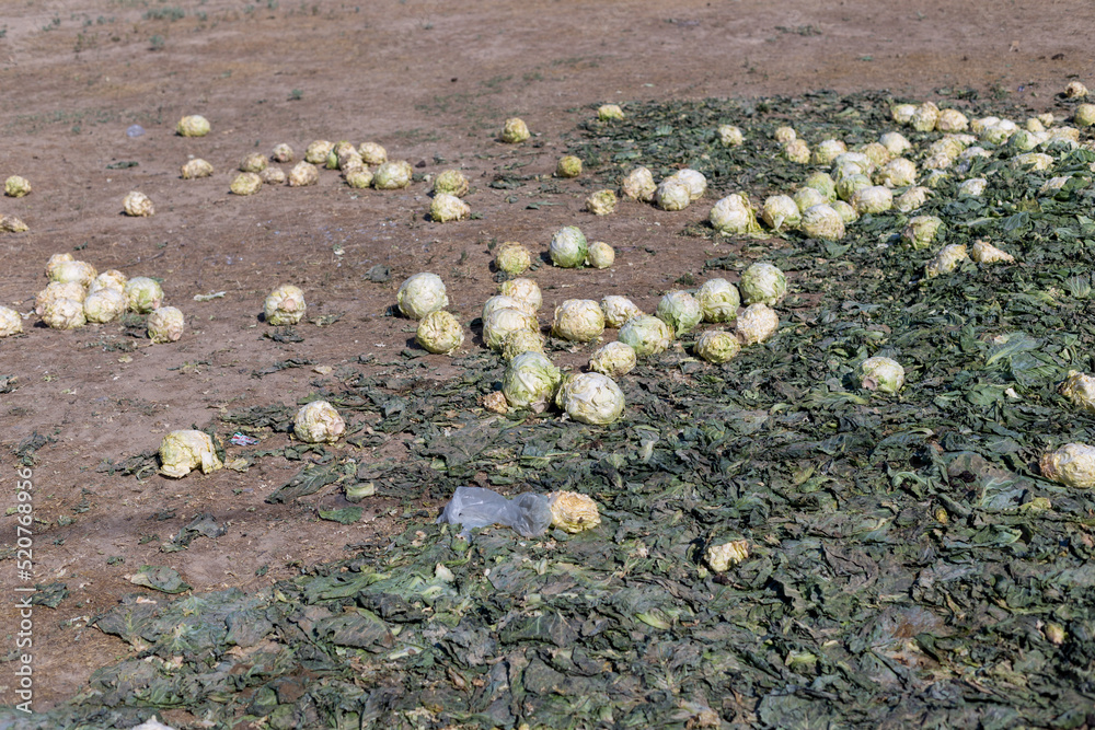 Obraz premium low-quality, low-grade, abandoned pile of cabbage lying on a farmer's field. Livestock feed