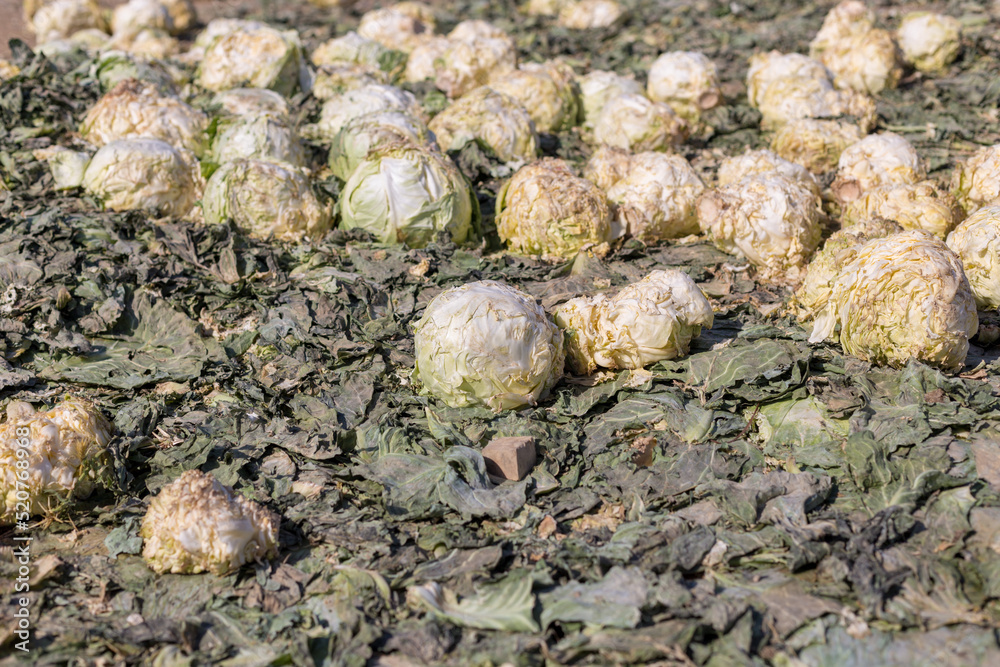 low-quality, low-grade, abandoned pile of cabbage lying on a farmer's field. Livestock feed