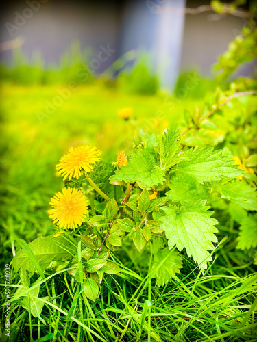 Coltsfoot