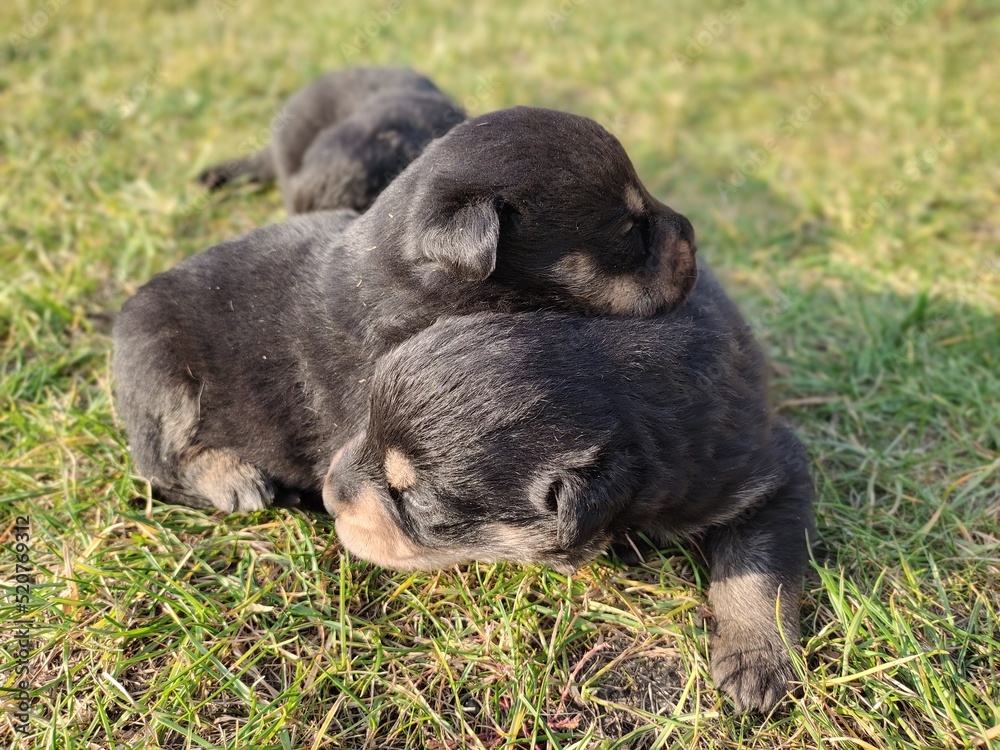 Cute rottweiler puppies in home garden Cute rottweiler puppies in home garden