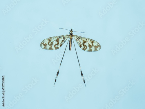 Small flying insect called Nemoptera bipennis, south of the Iberian Peninsula photo