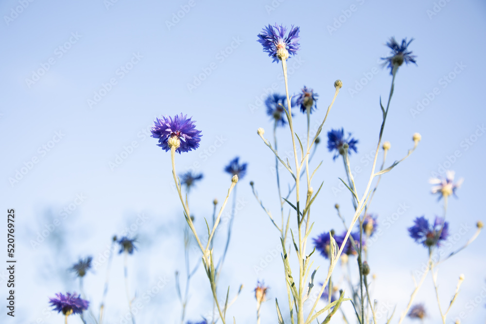 Fototapeta premium Cornflowers close-up against a blue sky. Natural background, selective focus