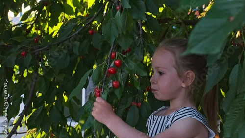 little girl picking the cherry fruits from the tree branch eats it with pleasure photo