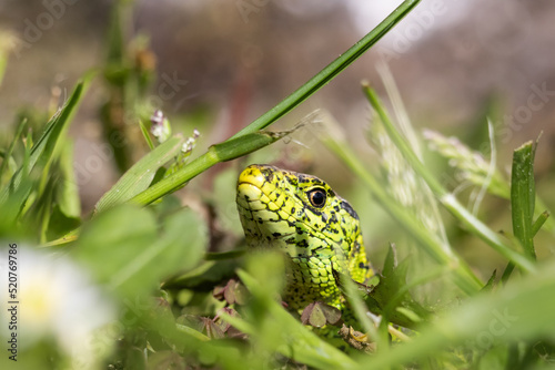 Sand lizard, lacerta agilis. A beautiful male Sand Lizard (Lacerta Agilis) hunting in the undergrowth for food.