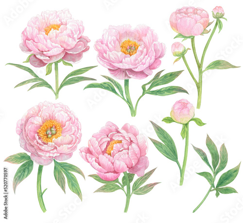 Fototapeta Naklejka Na Ścianę i Meble -  Watercolor pink peony flowers paint illustration with clipping parts isolated on white background.