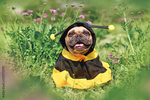 Cute happy French Bulldog dog in poncho bee costume between flowers photo