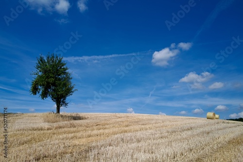 wheat field after harvest with a apple tree and sky