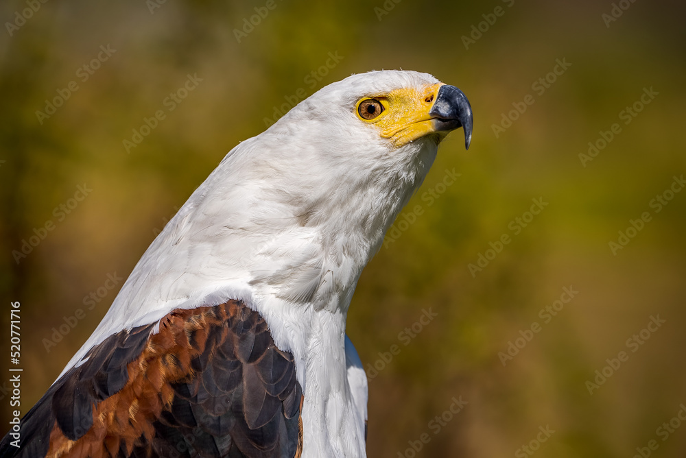 Obraz premium Side view of an African fish eagle showing its beautiful white throat feathers and hooked beak.