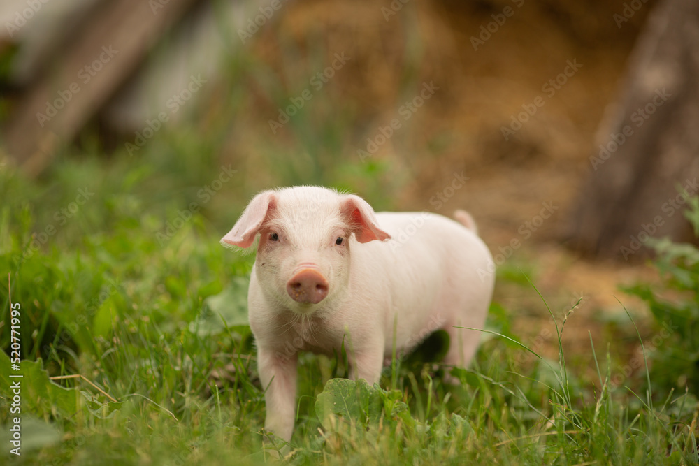 cutie and funny young pig is standing on the green grass. Happy piglet on the meadow, small piglet in the farm posing on camera on family farm. Regular day on the farm cutie and funny young pig is standing on the green grass. Happy piglet on the meadow, small piglet in the farm posing on camera on family farm. Regular day on the farm