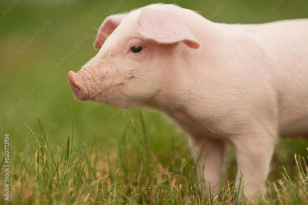 cutie and funny young pig is standing on the green grass. Happy piglet on the meadow, small piglet in the farm posing on camera on family farm. Regular day on the farm